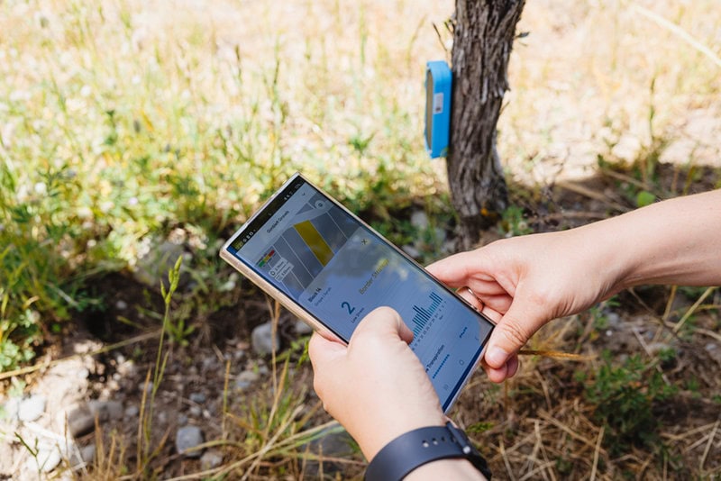 Person accessing Croptide app on mobile next to Croptide sensor attached to vine